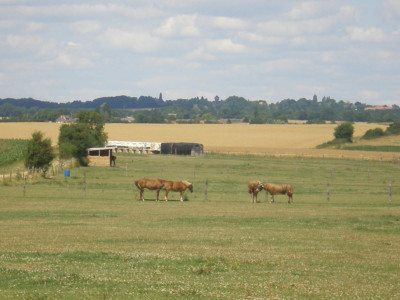 Chevaux