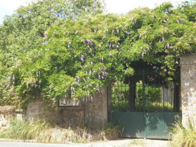 Glycine